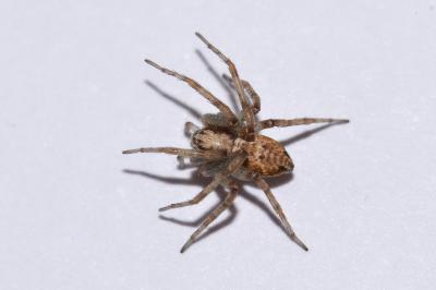 <i>Philodromus cespitum</i>