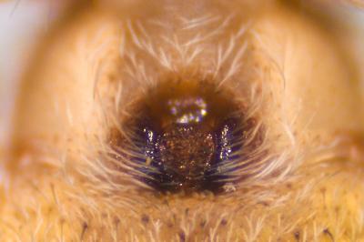 <i>Philodromus cespitum</i>