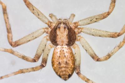 <i>Philodromus cespitum</i>