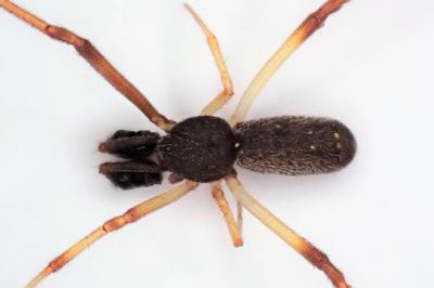 <i>Episinus truncatus</i>