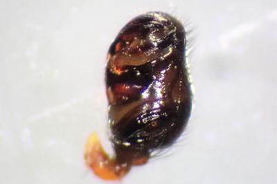<i>Episinus truncatus</i>