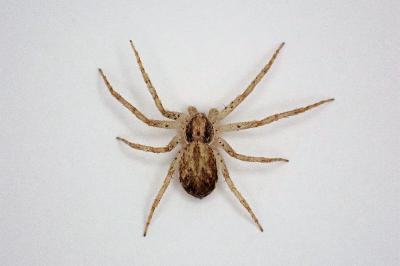 <i>Philodromus dispar</i>