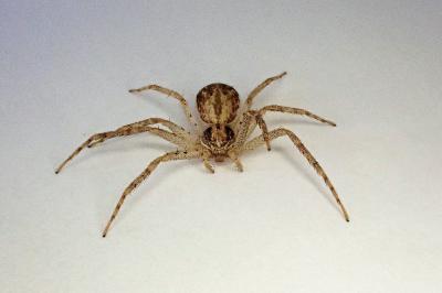 <i>Philodromus dispar</i>
