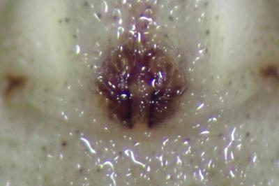<i>Philodromus dispar</i>