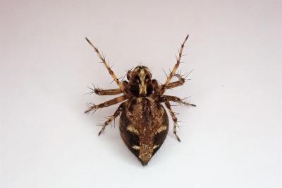 <i>Oxyopes ramosus</i>