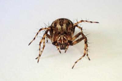 <i>Oxyopes ramosus</i>