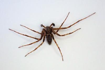 <i>Philodromus cespitum</i>