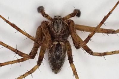 <i>Philodromus cespitum</i>