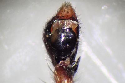 <i>Philodromus cespitum</i>