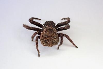 <i>Xysticus acerbus</i>