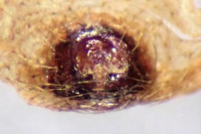 <i>Xysticus acerbus</i>
