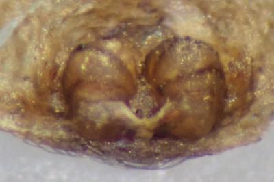 <i>Xysticus acerbus</i>