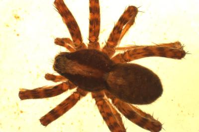 <i>Pardosa</i>