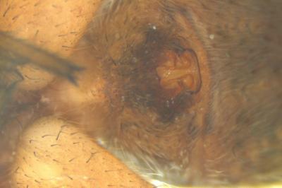 <i>Pardosa</i>