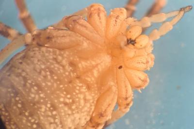 <i>Odiellus spinosus</i>