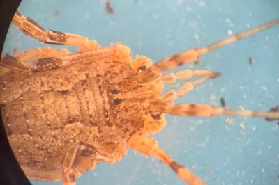 <i>Odiellus spinosus</i>