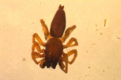<i>Clubiona</i>