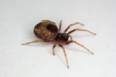 <i>Dictyna uncinata</i>
