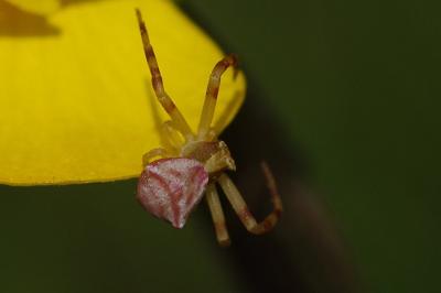 <i>Thomisus onustus</i>