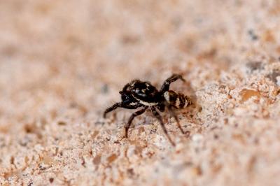 <i>Salticus scenicus</i>