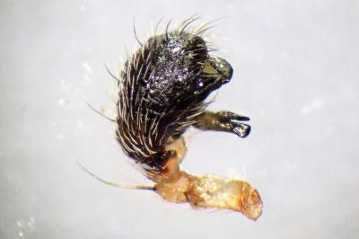 <i>Larinioides cornutus</i>