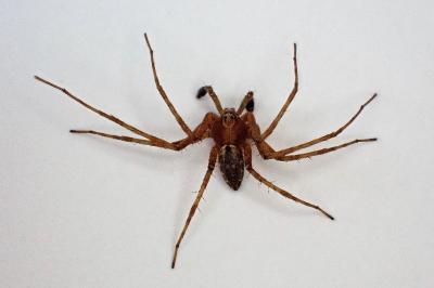 <i>Philodromus cespitum</i>