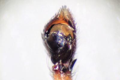 <i>Philodromus cespitum</i>