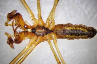 <i>Tetragnatha extensa</i>