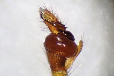 <i>Tetragnatha extensa</i>