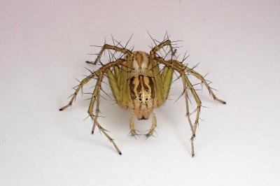 <i>Oxyopes lineatus</i>