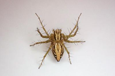 <i>Oxyopes lineatus</i>