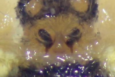 <i>Oxyopes lineatus</i>