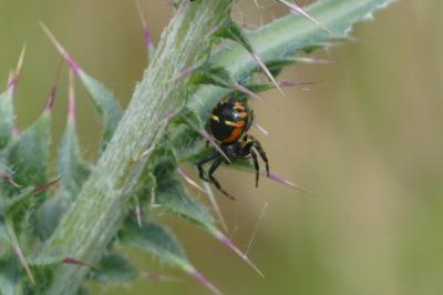<i>Synema globosum</i>