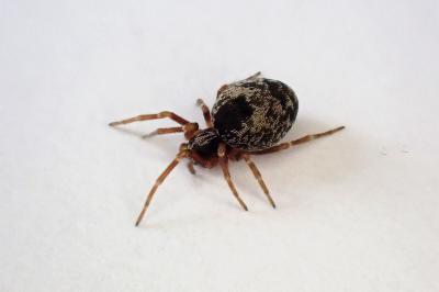 <i>Dictyna uncinata</i>