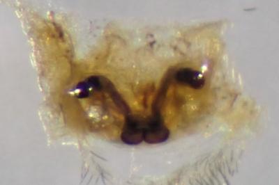 <i>Dictyna uncinata</i>