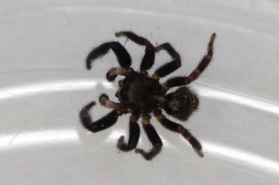 <i>Pseudeuophrys erratica</i>