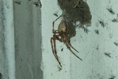<i>Larinioides sclopetarius</i>