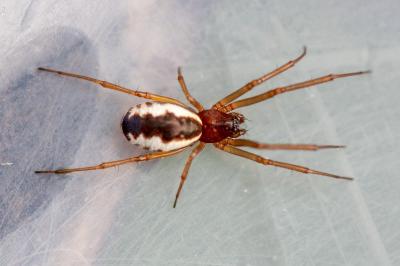 <i>Frontinellina frutetorum</i>