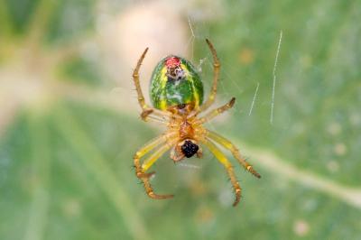 <i>Araniella</i>