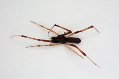 <i>Episinus truncatus</i>