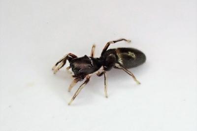 <i>Synageles hilarulus</i>
