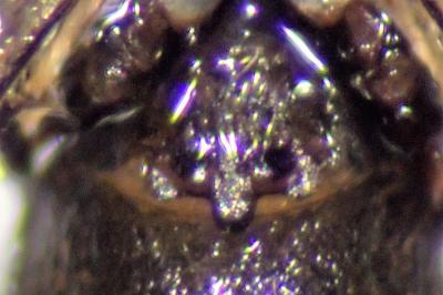 <i>Synageles hilarulus</i>