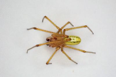<i>Enoplognatha latimana</i>