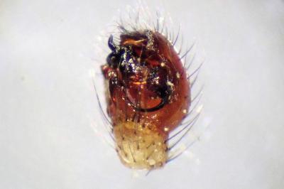 <i>Enoplognatha latimana</i>