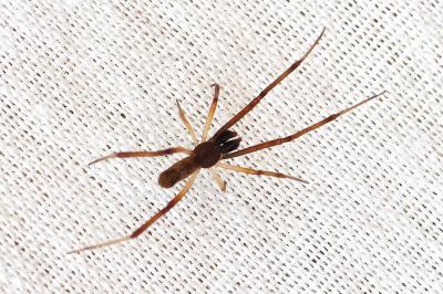 <i>Episinus truncatus</i>