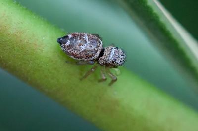 <i>Heliophanus tribulosus</i>