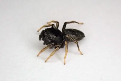 <i>Heliophanus cupreus</i>