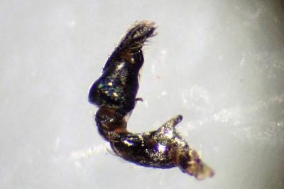 <i>Heliophanus cupreus</i>