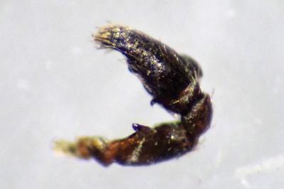 <i>Heliophanus cupreus</i>