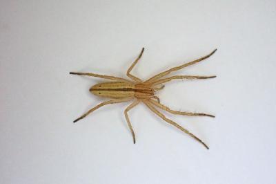 <i>Tibellus oblongus</i>
